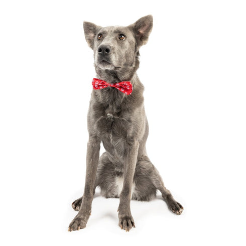 Huxley & Kent King & Queen of Hearts Bow Tie Large - Poudre Pet & Feed Supply 2