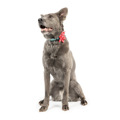 Huxley & Kent King & Queen of Hearts Pinwheel Small - Poudre Pet & Feed Supply 2