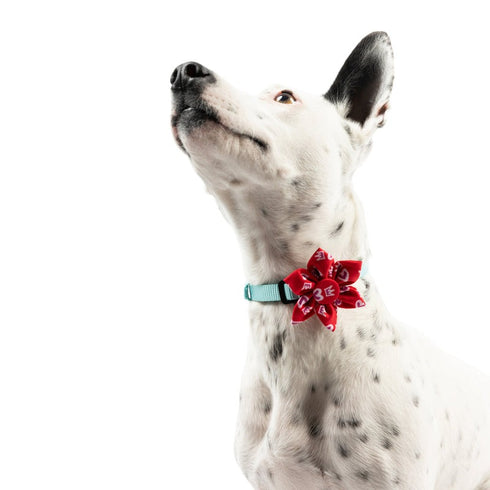 Huxley & Kent King & Queen of Hearts Pinwheel Small - Poudre Pet & Feed Supply 7