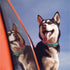 Up Country Beep Beep Printed Dog Collar Medium - Poudre Pet & Feed Supply 2