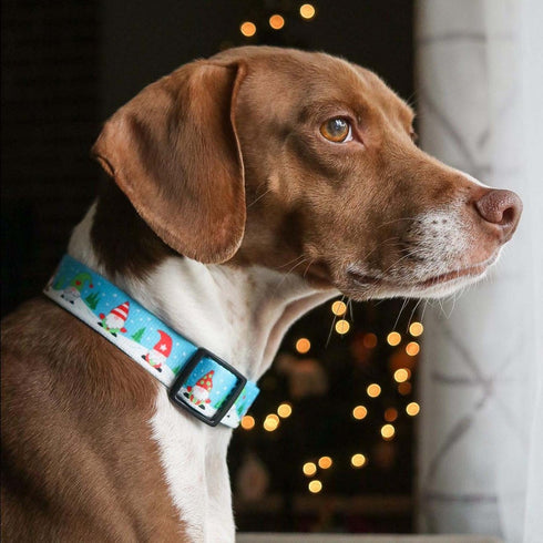 Up Country Gnomes Printed Dog Collar X-Large - Poudre Pet & Feed Supply 2