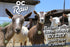 OC Raw Frozen Goat Milk For Dogs - 1 Pint