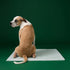 Earth Rated Dog Pee Pads - 3X-Large - 14 Count
