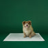 Earth Rated Dog Pee Pads - Large - 40 Count