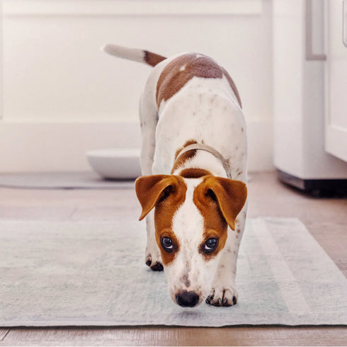 Earth Rated Dog Pee Pads - Large - 40 Count