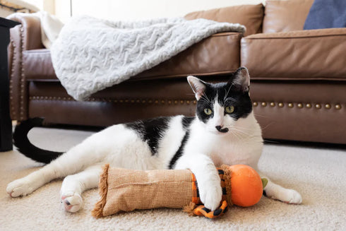 P.L.A.Y. Feline Frenzy Scaredy Crow Cat Kicker Toy