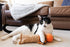 P.L.A.Y. Feline Frenzy Scaredy Crow Cat Kicker Toy