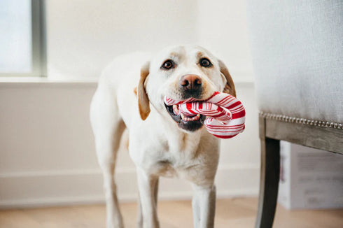 P.L.A.Y. Holiday Classic Cheerful Candy Canes Dog Toy