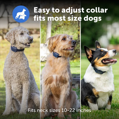 PetSafe Core Dog Trainer With Remote Dog Training Collar