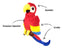 P.L.A.Y. Fetching Flock Paula The Parrot Dog Toy - Large