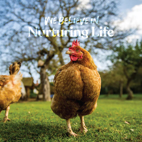 Manna Pro Poultry Grit with ProBiotics Supplement For Chickens - 5lb Bag