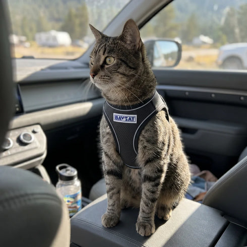 BayCat Adventure Cat Harness - Medium - Black