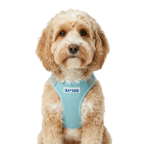 Bay Dog Liberty Dog Harness - X-Small 8.5-10" - Teal