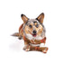Chilly Dog Blanket Dog Coat - Medium - Rust Plaid