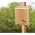 Gold Crest Two Chamber Bat Flat