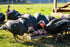 Scratch & Peck Organic Grower For Turkeys - 40lb Bag