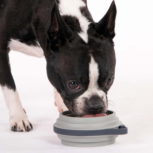 Cleverpup Nomad Collapsible Travel Dog Bowl - Small - Grey