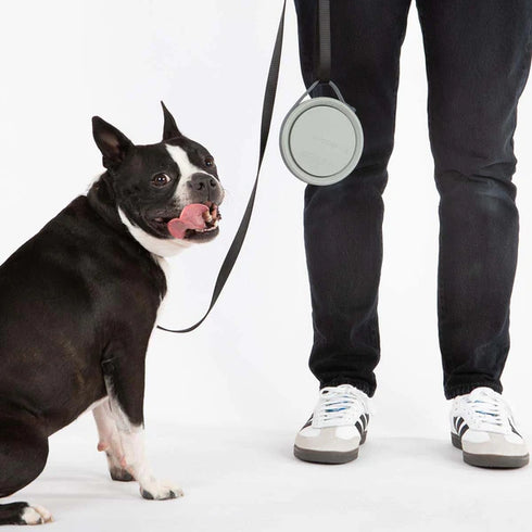 Cleverpup Nomad Collapsible Travel Dog Bowl - Small - Grey