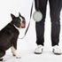 Cleverpup Nomad Collapsible Travel Dog Bowl - Small - Grey