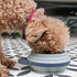 Cleverpup Nomad Collapsible Travel Dog Bowl - Small - Grey
