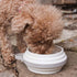 Cleverpup Nomad Collapsible Travel Dog Bowl - Small - Sand