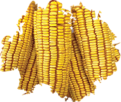 Wild Delight Corn On The Cob - Wildlife Formula - 20lb Bag