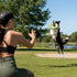 Olly Dog Super Flyer Dog Flying Disc - Palm