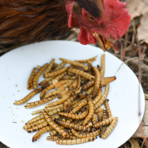 Happy Hen Superworm Snack Chicken Treats - Dried Superworms - 6oz Bag
