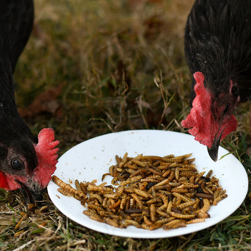 Happy Hen Superworm Surprise Chicken Treats - Dried Worm Blend - 10oz Bag