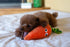 ThoozyPet Plush Duck Dog Toy - 10"