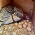 Scratch & Peck Organic Grower For Turkeys - 40lb Bag