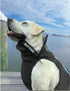 Bay Dog Saginaw Fleece 2.0 Dog Jacket - L - Black