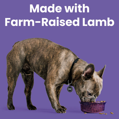 Bixbi Rawbble Dry Dog Food - Lamb - 24lb Bag