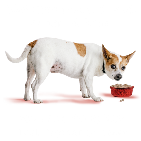 Bixbi Freeze Dried Dog Food - Beef - 26oz Bag