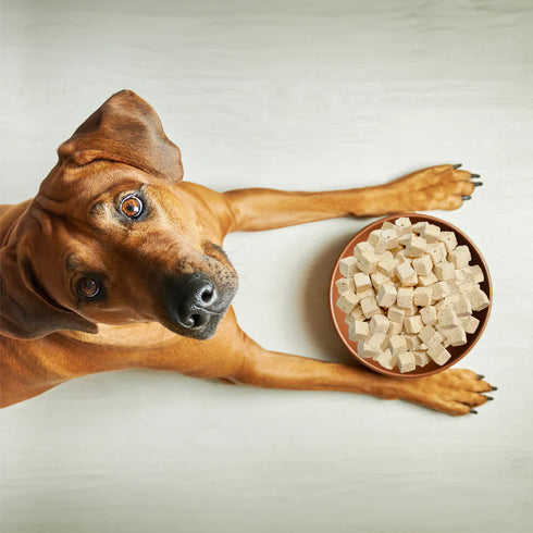 Weruva Freeze Dried Dog Food - Steak Frites - 13oz Pouch