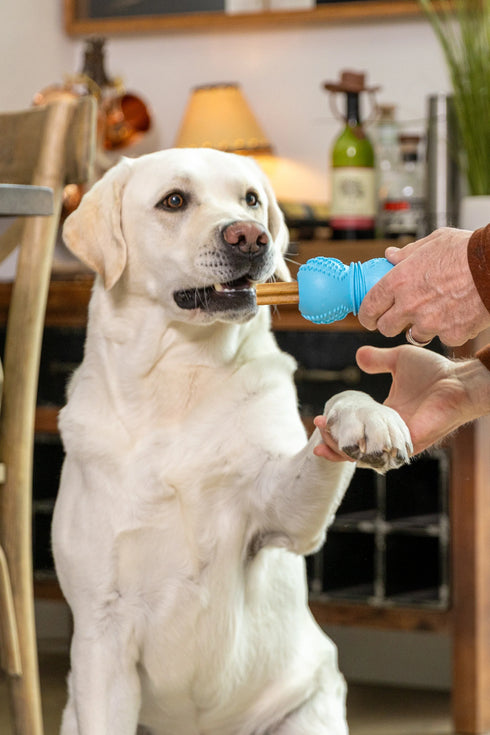 West Paw Flossr Dental Stick Dog Toy - Large - Granny Smith