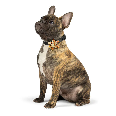 Huxley & Kent Pinwheel Pet Bow Tie - Large - What, Me Worry Turkey