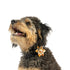 Huxley & Kent Pinwheel Pet Bow Tie - Large - What, Me Worry Turkey