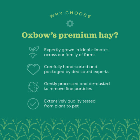 Oxbow Western Timothy Hay Small Animal Food - 20lb Bag