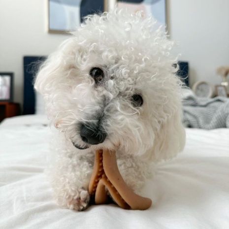 Tall Tails Antler Chew Dog Toy - Peanut Butter - Large