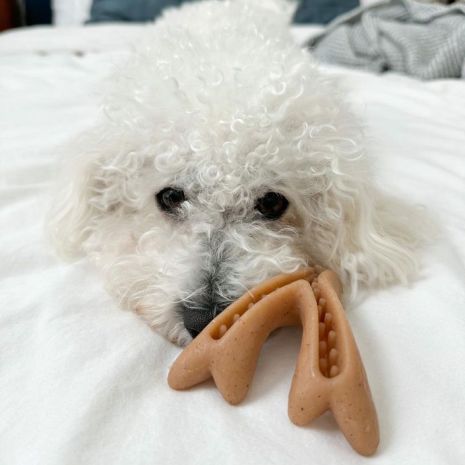 Tall Tails Antler Chew Dog Toy - Peanut Butter - Large