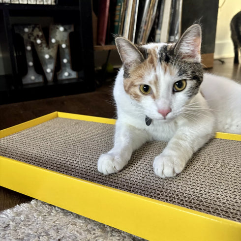 Turbo Scratcher Rectangle Cat Scratching Post - Yellow