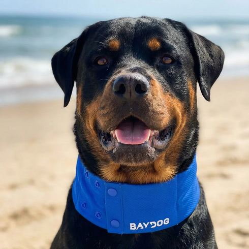 Baydog Artic Cooling Dog Collar - MD - Blue
