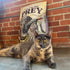 Taste of the Wild Prey Limited Ingredient Dry Cat Food - Turkey - 15lb Bag