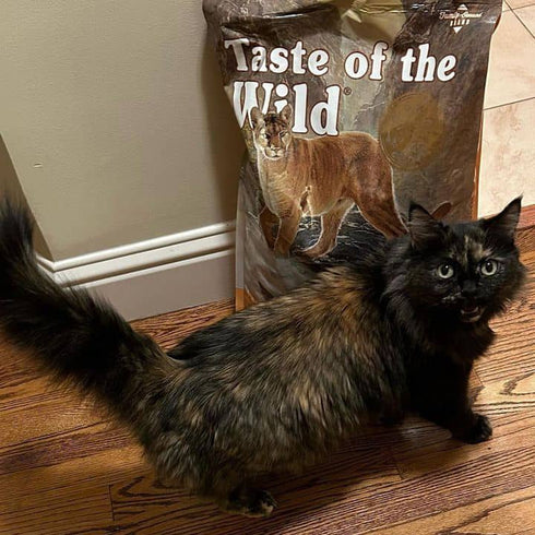 Taste of the Wild Canyon River Dry Cat Food - Trout & Salmon - 14lb Bag