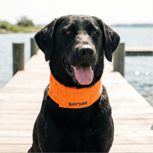 Baydog Artic Cooling Dog Collar - LG - Orange