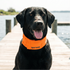 Baydog Artic Cooling Dog Collar - LG - Orange