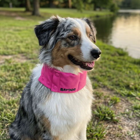 Baydog Artic Cooling Dog Collar - MD - Pink
