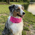 Baydog Artic Cooling Dog Collar - MD - Pink