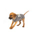 Chilly Dog Knitted Dog Sweater - Small - Daisy
